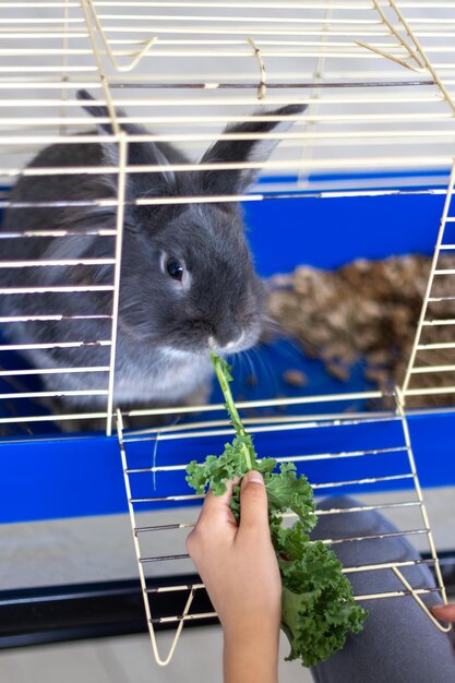 How to Keep a Guinea Pig Cage from Smelling Fresh and Clean